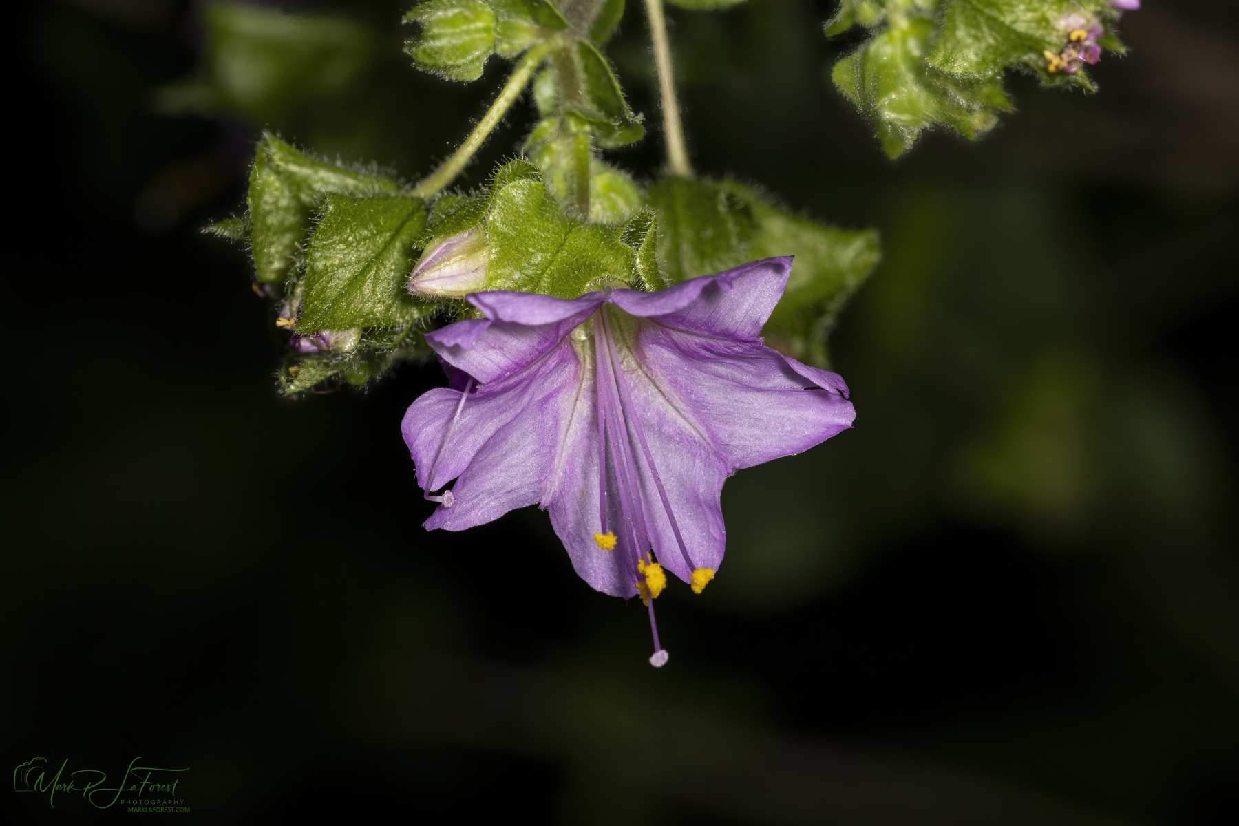 Heartleaf Four O`clock, Austin, Texas